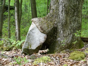 Rock-eating tree